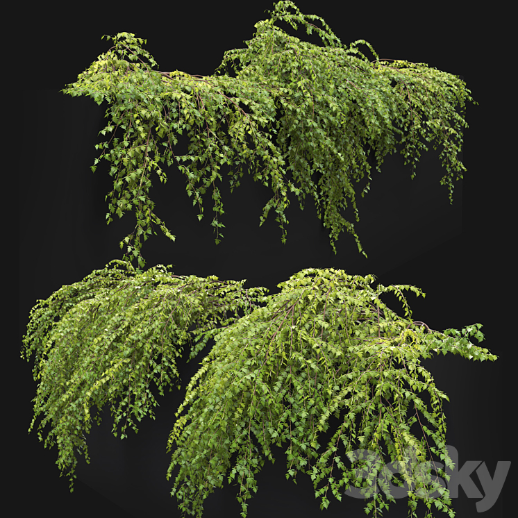 Stephanandra # 2 3D Model