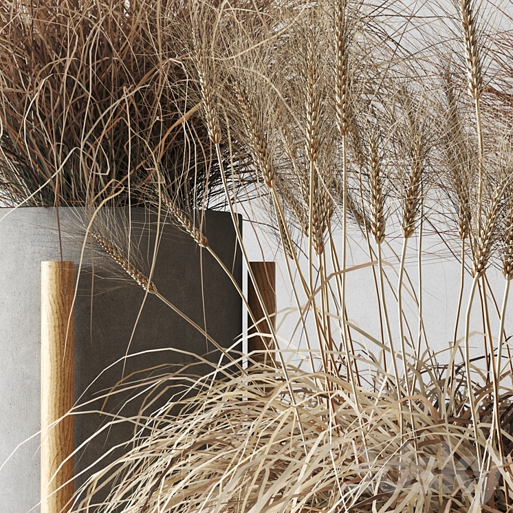 Sedge in concrete pots 3D Model