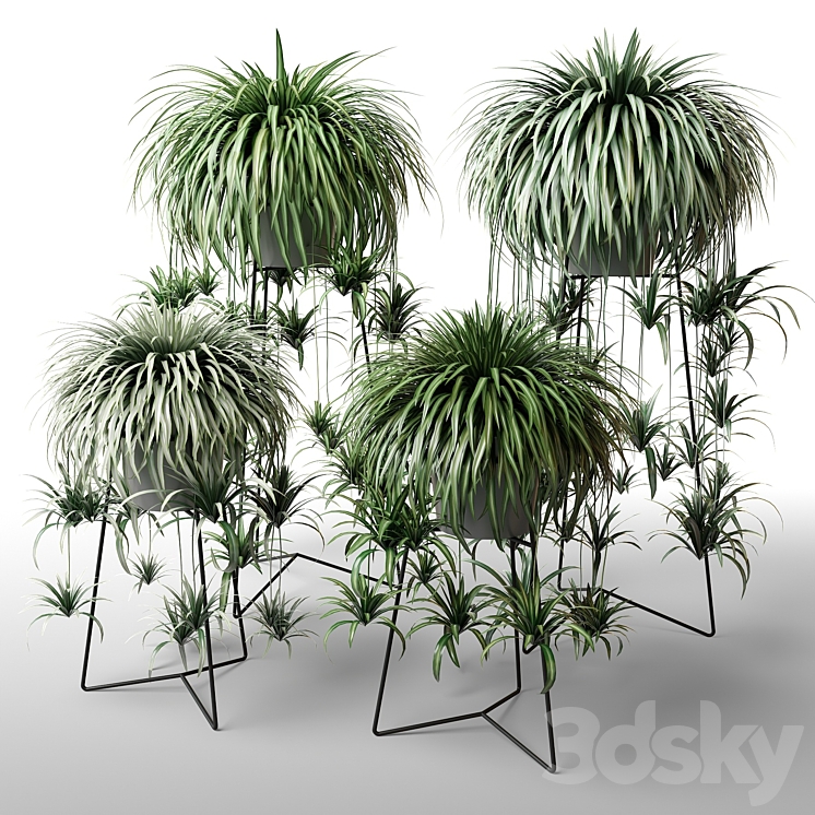 Indoor plants in floor planters 3DS Max - thumbnail 1