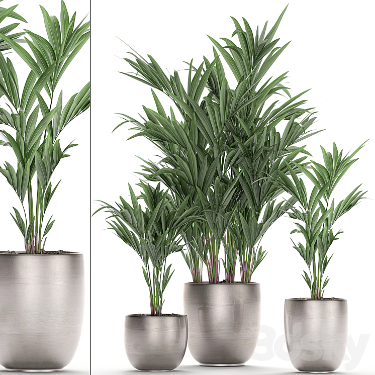 A collection of beautiful decorative palms in stylish pots with Howea forsteriana Neanta palm. Set 696. 3DS Max - thumbnail 1