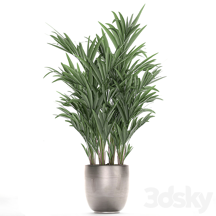 A collection of beautiful decorative palms in stylish pots with Howea forsteriana Neanta palm. Set 696. 3DS Max - thumbnail 2
