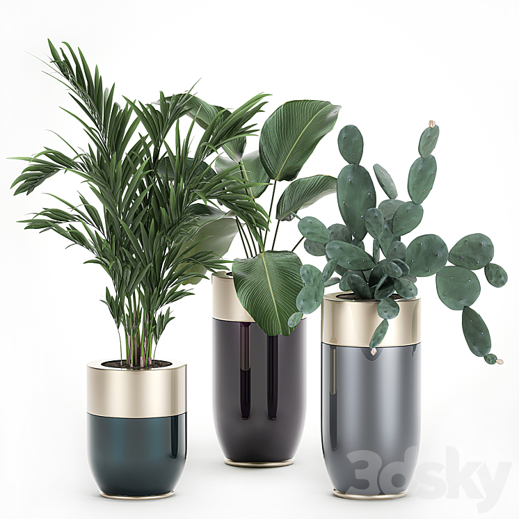 Collection of plants in beautiful Godwin Longhi pots with Palm Cactus Calathea lutea Hovea Prickly pear . Set 704. 3DS Max - thumbnail 1