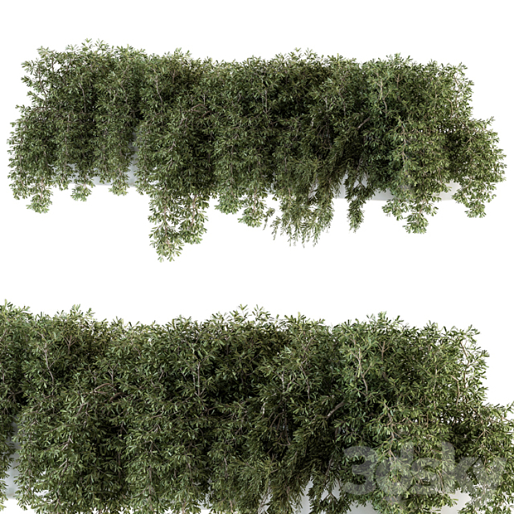 ivy plants in box – Outdoor Set 80 3DS Max - thumbnail 2