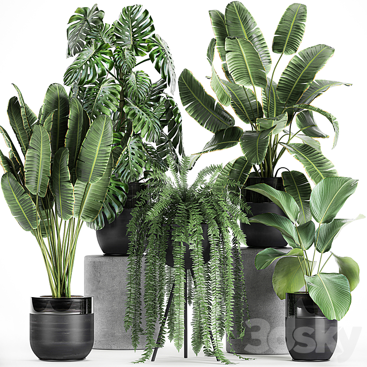 Collection of plants in black pots with Monstera banana palm strelitzia fern calathea lutea luxury decor. Set 710. 3DS Max - thumbnail 1
