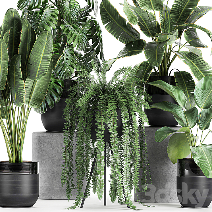 Collection of plants in black pots with Monstera banana palm strelitzia fern calathea lutea luxury decor. Set 710. 3DS Max - thumbnail 2