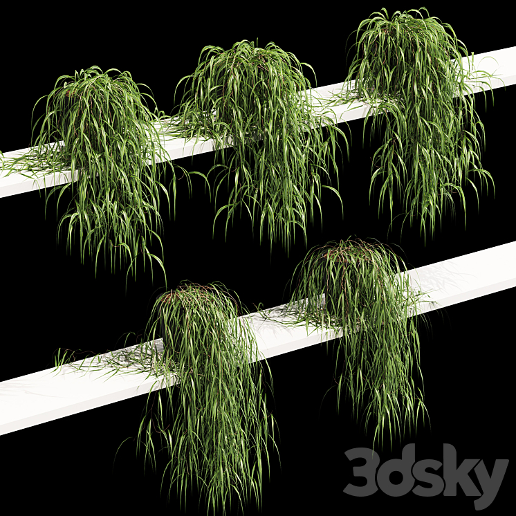 Hanging potted plant on the shelf. 5 models 3DS Max - thumbnail 2