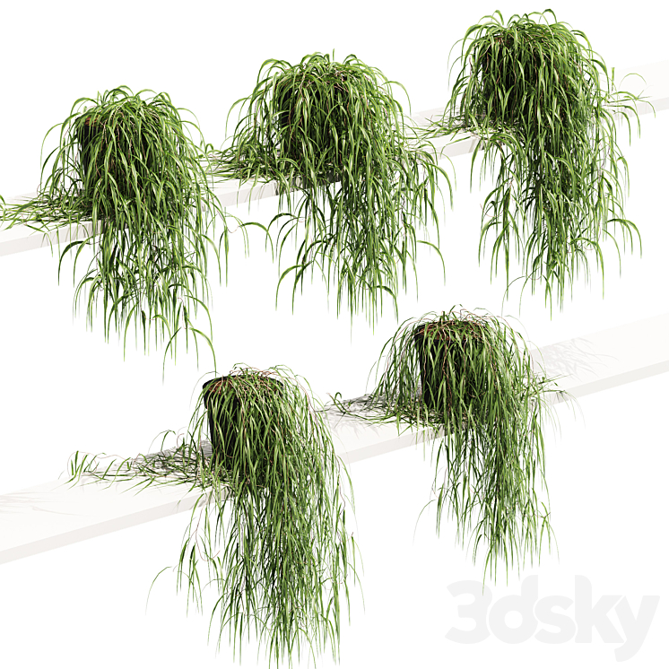 Hanging potted plant on the shelf. 5 models 3DS Max - thumbnail 1