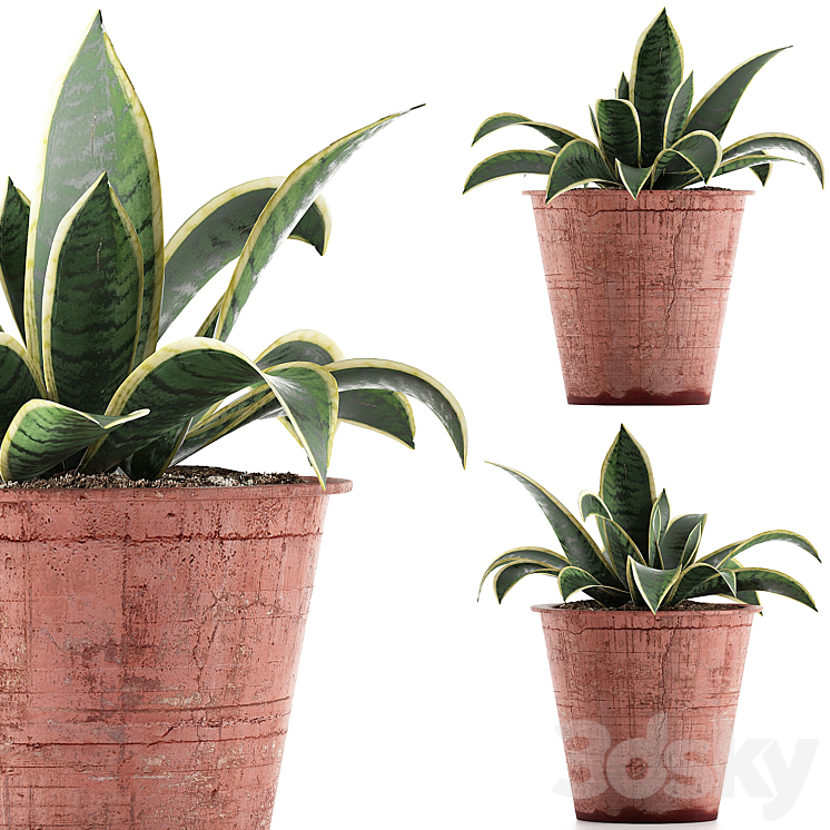 Plant collection 105 Agave 3DS Max - thumbnail 1