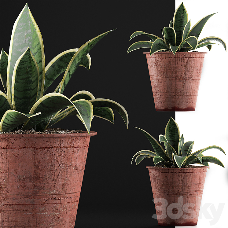 Plant collection 105 Agave 3DS Max - thumbnail 2