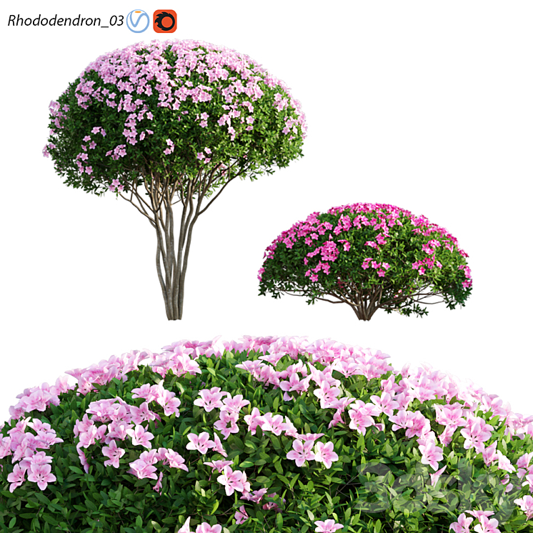 Rhododendron 03 3DS Max - thumbnail 1