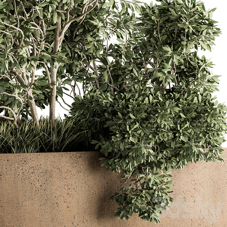 Outdoor Plants Olive - Set 82 3D Model