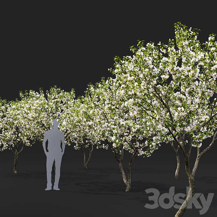 Malus flowering # 7 3D Model