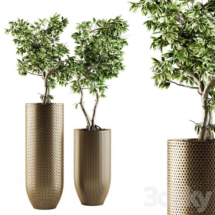 indoor Plant Set 91 – bonsai ficus benjamina 3DS Max - thumbnail 1