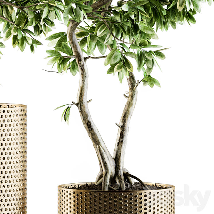 indoor Plant Set 91 – bonsai ficus benjamina 3DS Max - thumbnail 2
