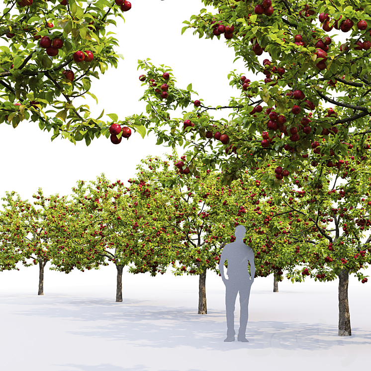 Apple tree 3D Model