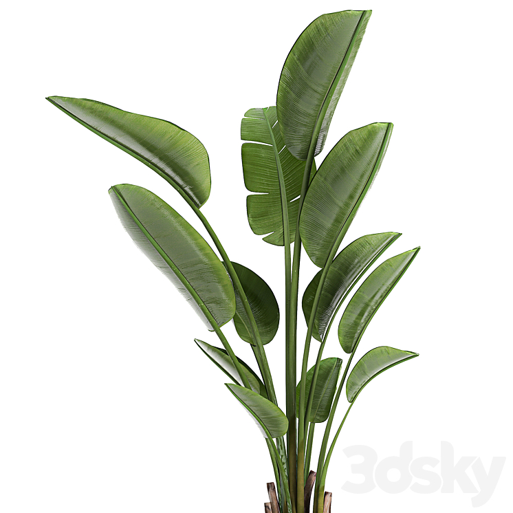 A beautiful small indoor banana palm in a black flower pot Strelitzia. Set 723. 3D Model