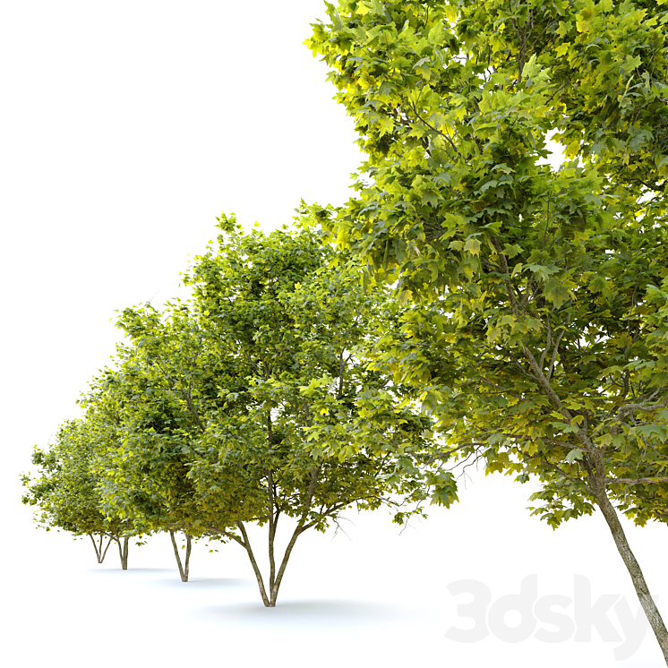 Acer platanoides (Norway maple) 3DS Max - thumbnail 2