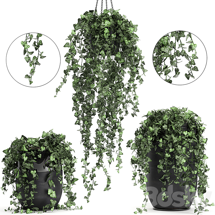 Collection of climbing and hanging plants in black pots ivy suspension. Set 725. 3DS Max - thumbnail 1