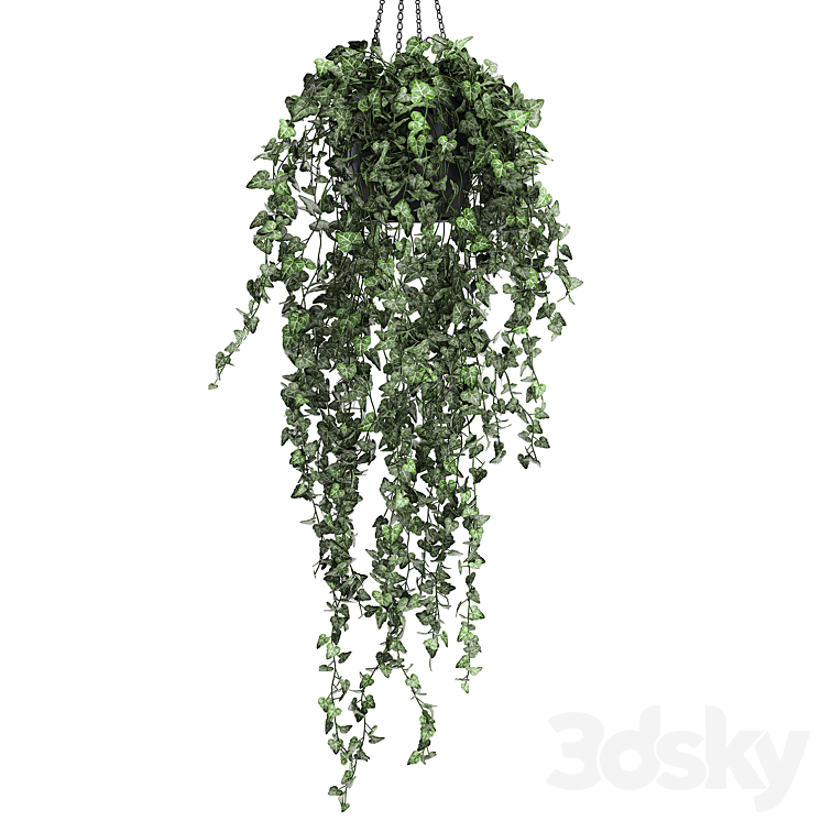 Collection of climbing and hanging plants in black pots ivy suspension. Set 725. 3DS Max - thumbnail 2