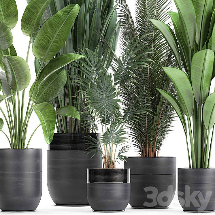 Collection of small plants in black pots with Strelitzia banana coconut palm hovea. Set 726. 3D Model