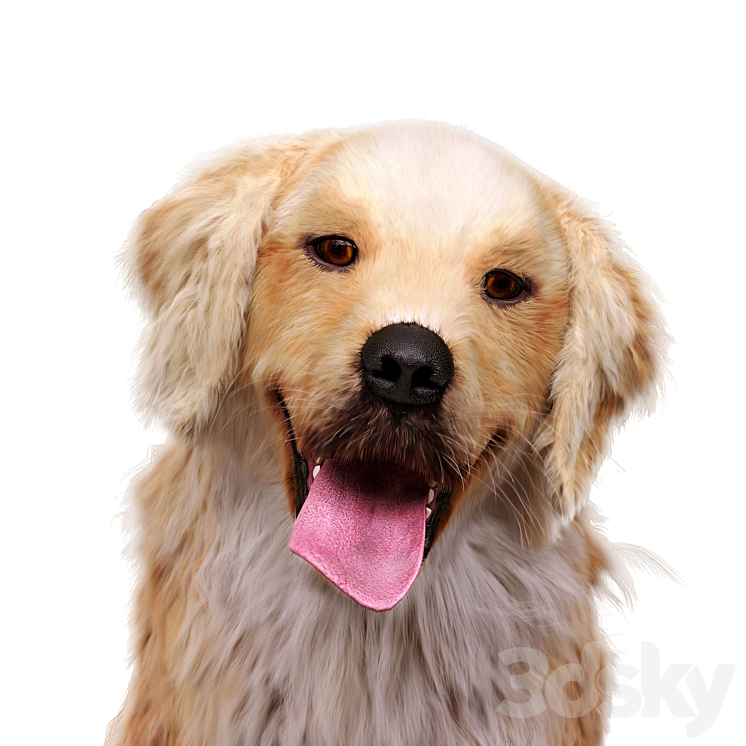 Golden retriever 3D Model