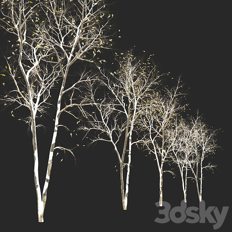 Fraxinus pennsylvanica (Ash tree) 3DS Max - thumbnail 2
