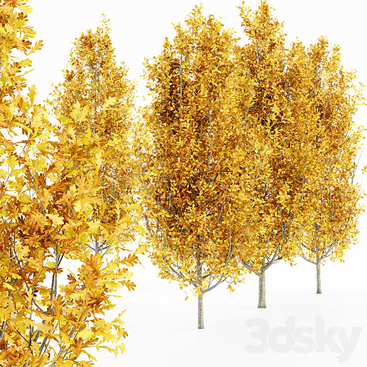 Cypress Oak_Fall 5 tree 3D Model