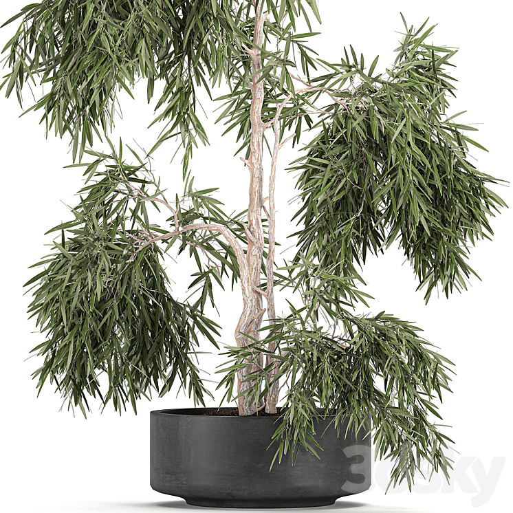 Decorative small weeping olive tree in a black concrete pot topiary. Set 733. 3D Model