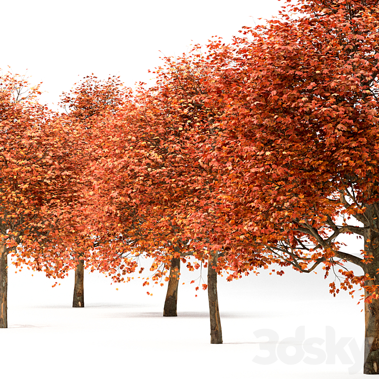 Set of Sugar Maple Trees (Acer Saccharum) (2 Trees) 3DS Max - thumbnail 2