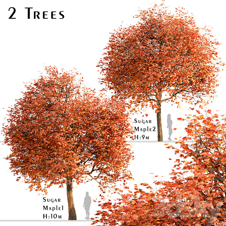 Set of Sugar Maple Trees (Acer Saccharum) (2 Trees) 3DS Max - thumbnail 1