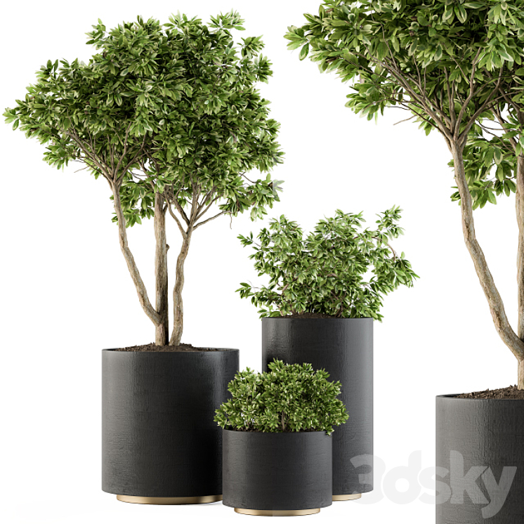 Outdoor Plants Tree in pot – Set 94 3DS Max - thumbnail 1