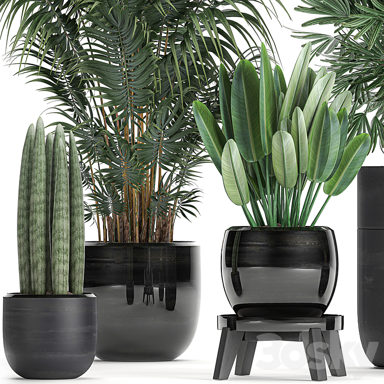 A collection of beautiful small plants in black pots and vases with Palm Rapeseed strelitzia. Set 738. 3D Model