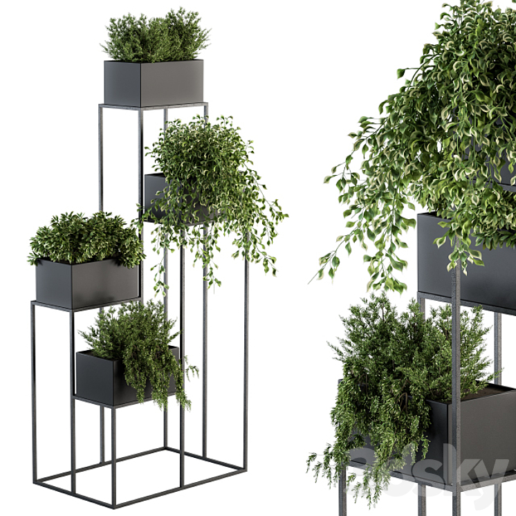 indoor Plant Set 100 – Black stand 3DS Max - thumbnail 1