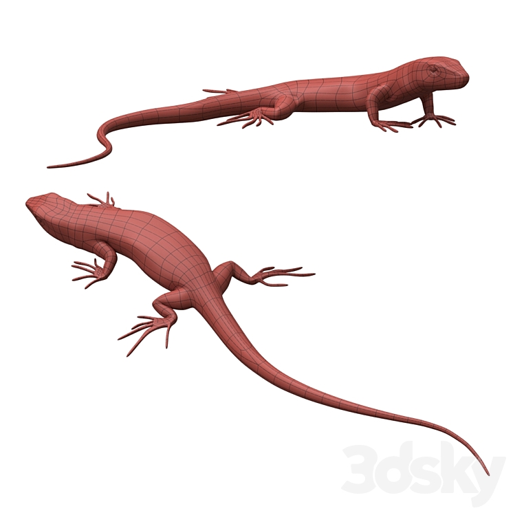 Common Wall Lizard - 5 poses 3D Model