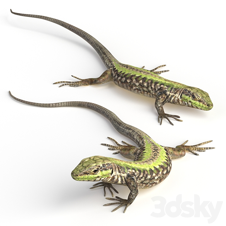 Common Wall Lizard – 5 poses 3D Model