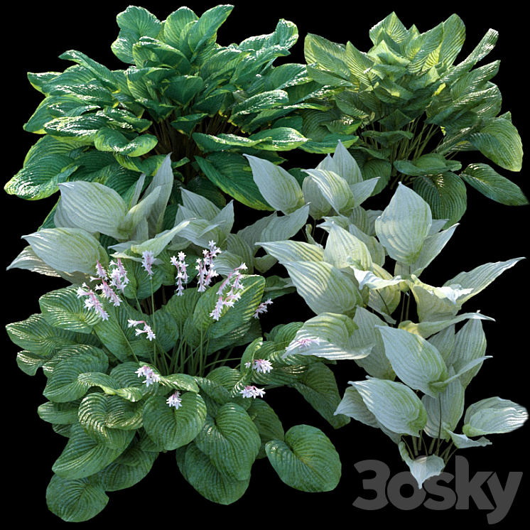 Hosta (funkia) 3D Model