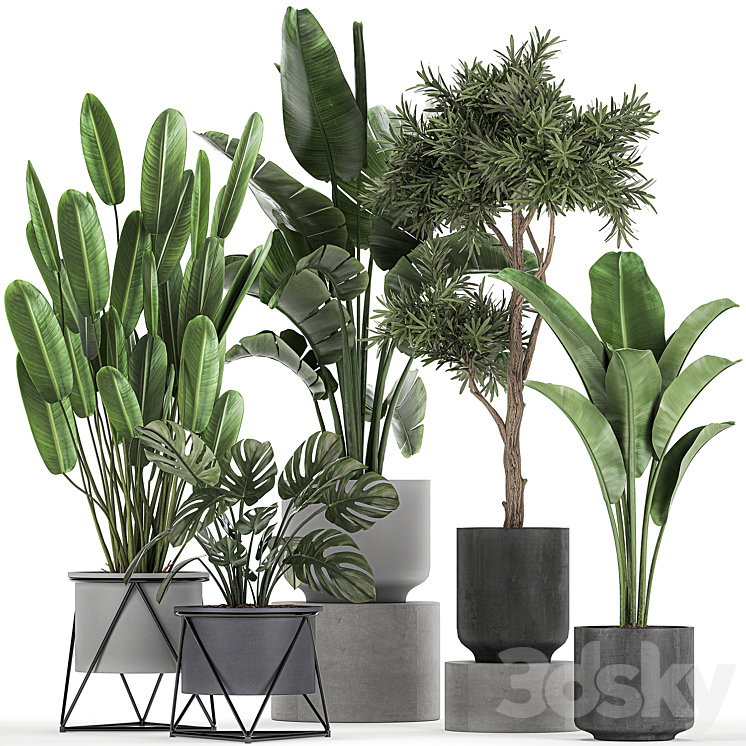 Collection of plants in pots on legs with Strelitzia monstera Banana palm tree. Set 749. 3DS Max - thumbnail 1