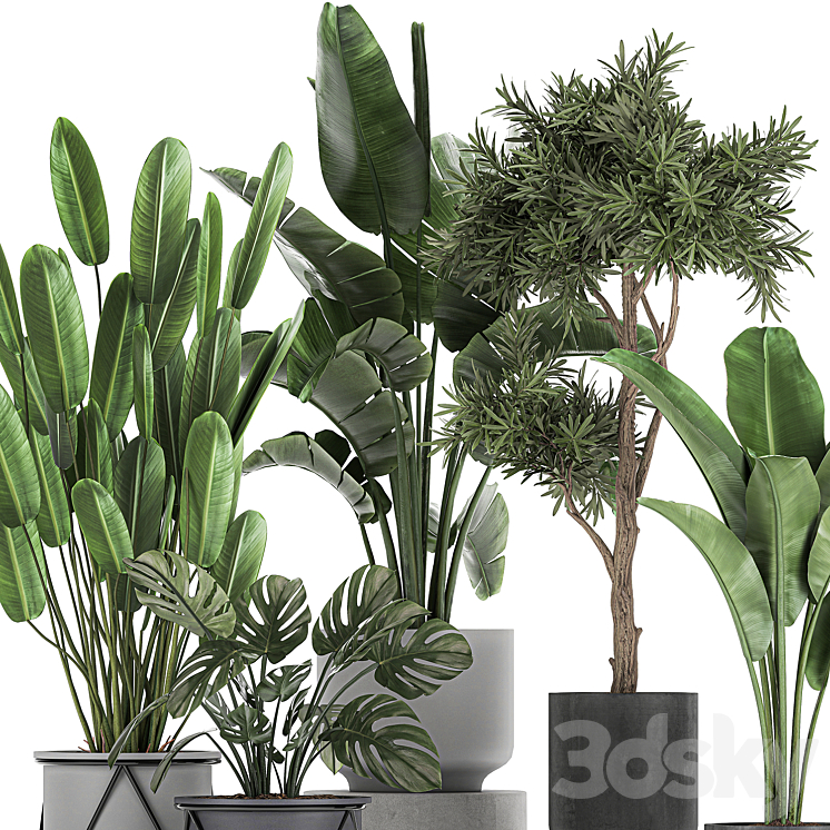 Collection of plants in pots on legs with Strelitzia monstera Banana palm tree. Set 749. 3DS Max - thumbnail 2