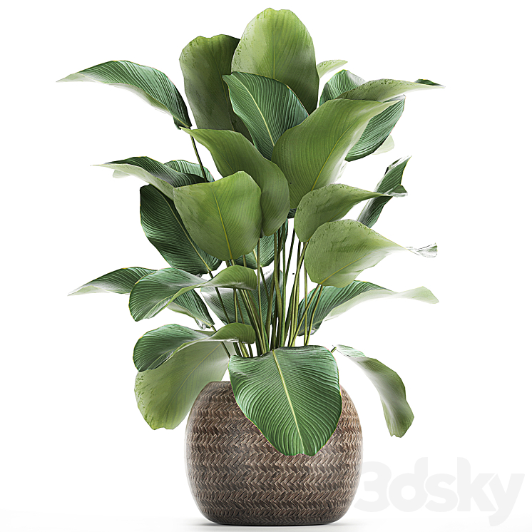 A beautiful lush bush of an exotic plant in a round basket of Kalatea lutea. 753. 3DS Max - thumbnail 1