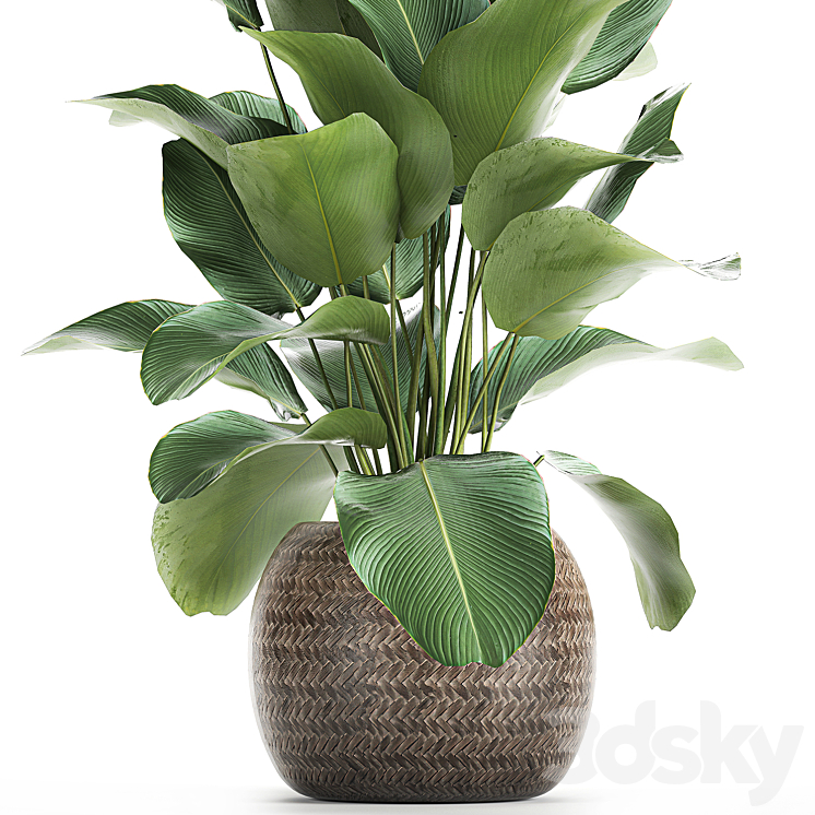 A beautiful lush bush of an exotic plant in a round basket of Kalatea lutea. 753. 3DS Max - thumbnail 2
