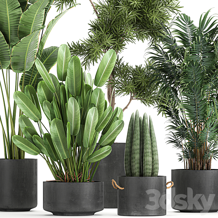 Collection of plants in concrete pots with Strelitzia palm Sansevieria. Set 754. 3D Model
