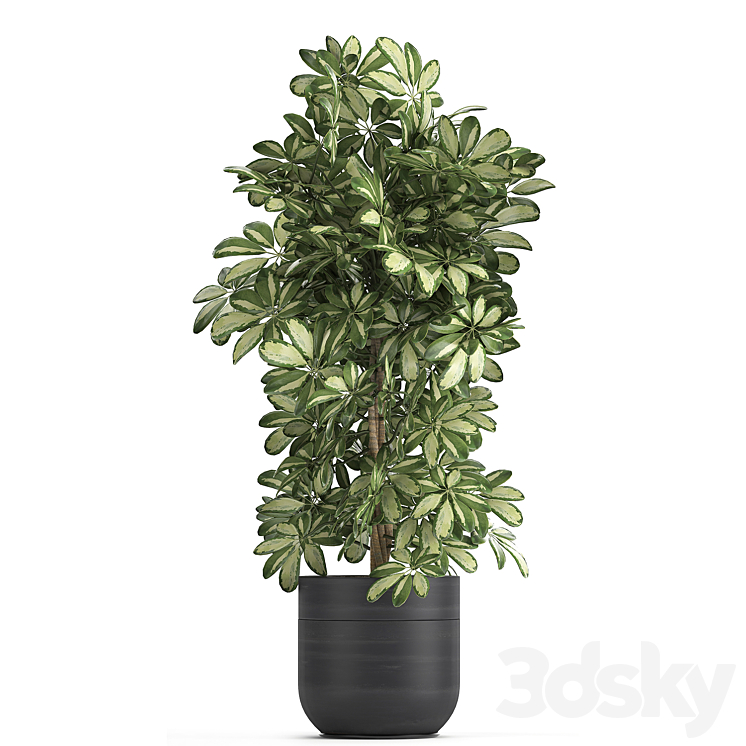 A collection of beautiful little plants in black Scheffler pots. Set 765. 3D Model