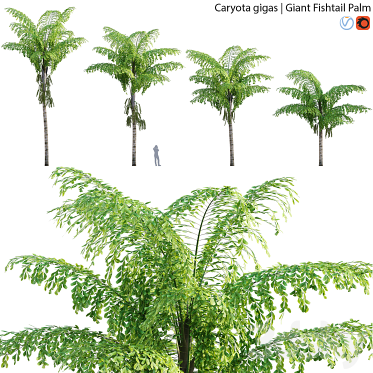 Caryota gigas – Giant Fishtail Palm – Caryota Mitis – 01 3DS Max - thumbnail 1