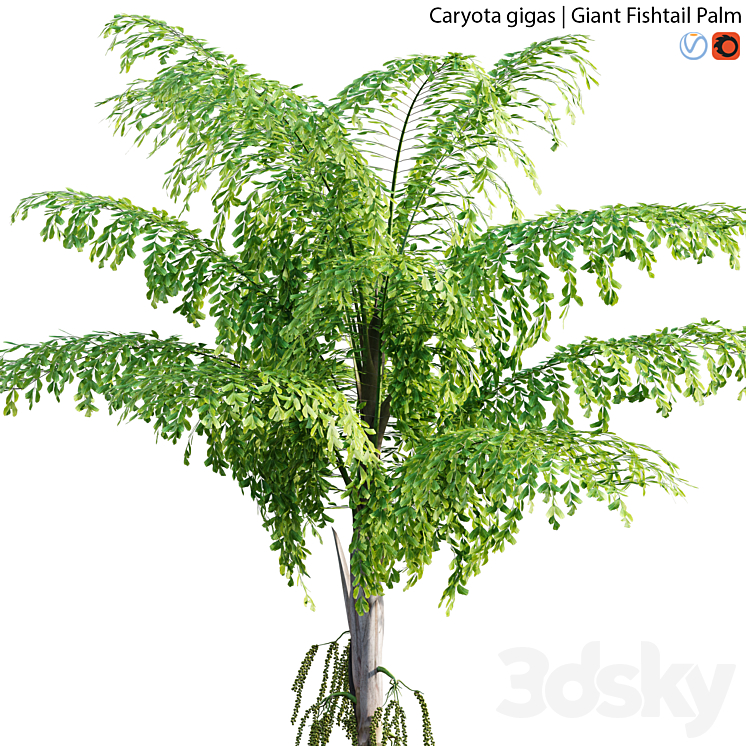 Caryota gigas – Giant Fishtail Palm – Caryota Mitis – 01 3DS Max - thumbnail 2