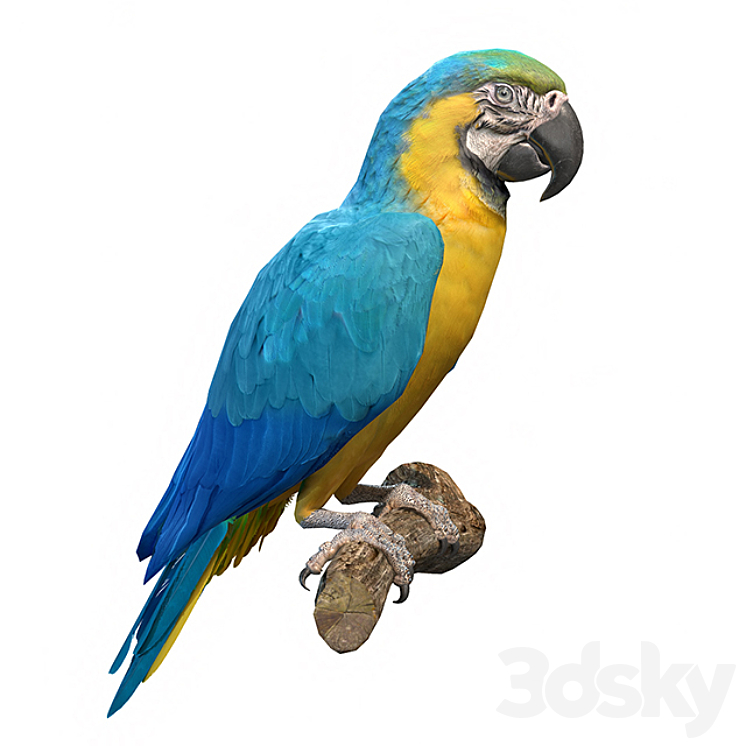 Blue and yellow macaw 3D Model