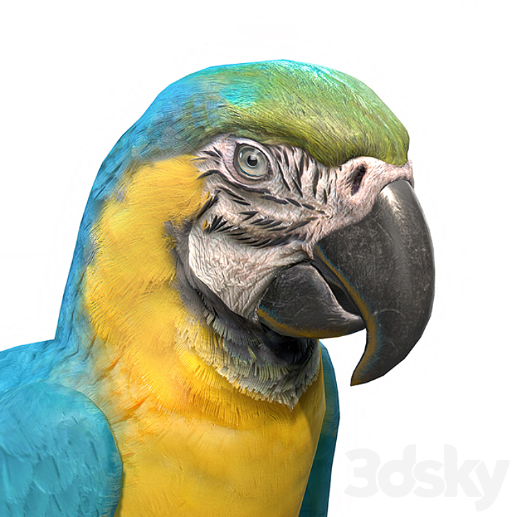 Blue and yellow macaw 3DS Max - thumbnail 2