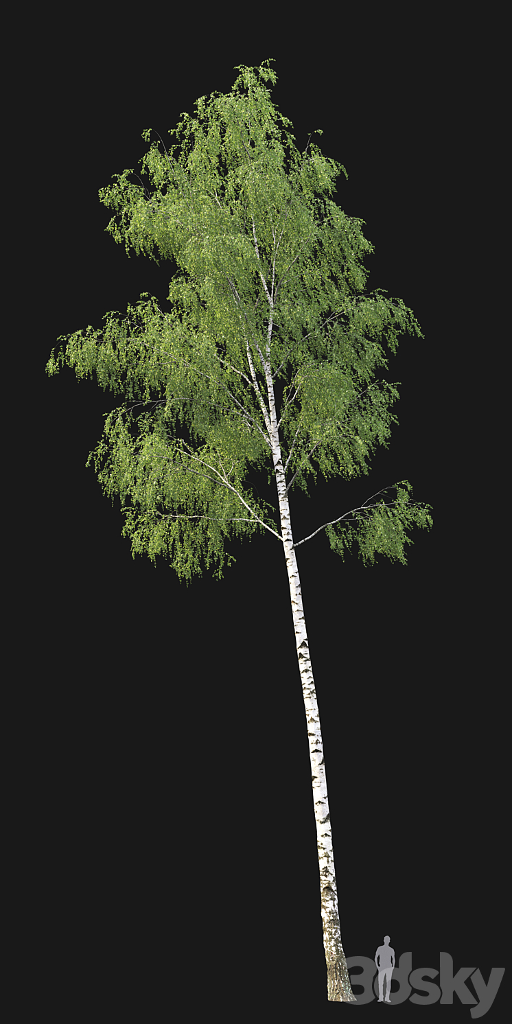 Birch forest part 7 (23.8-24.8m) 3D Model
