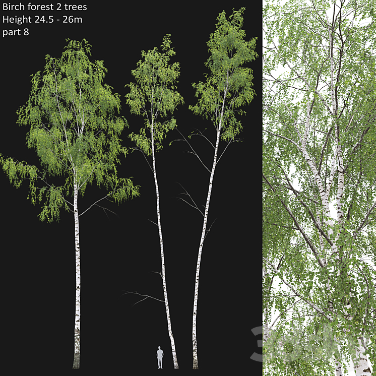 Birch forest part 8 3DS Max - thumbnail 1
