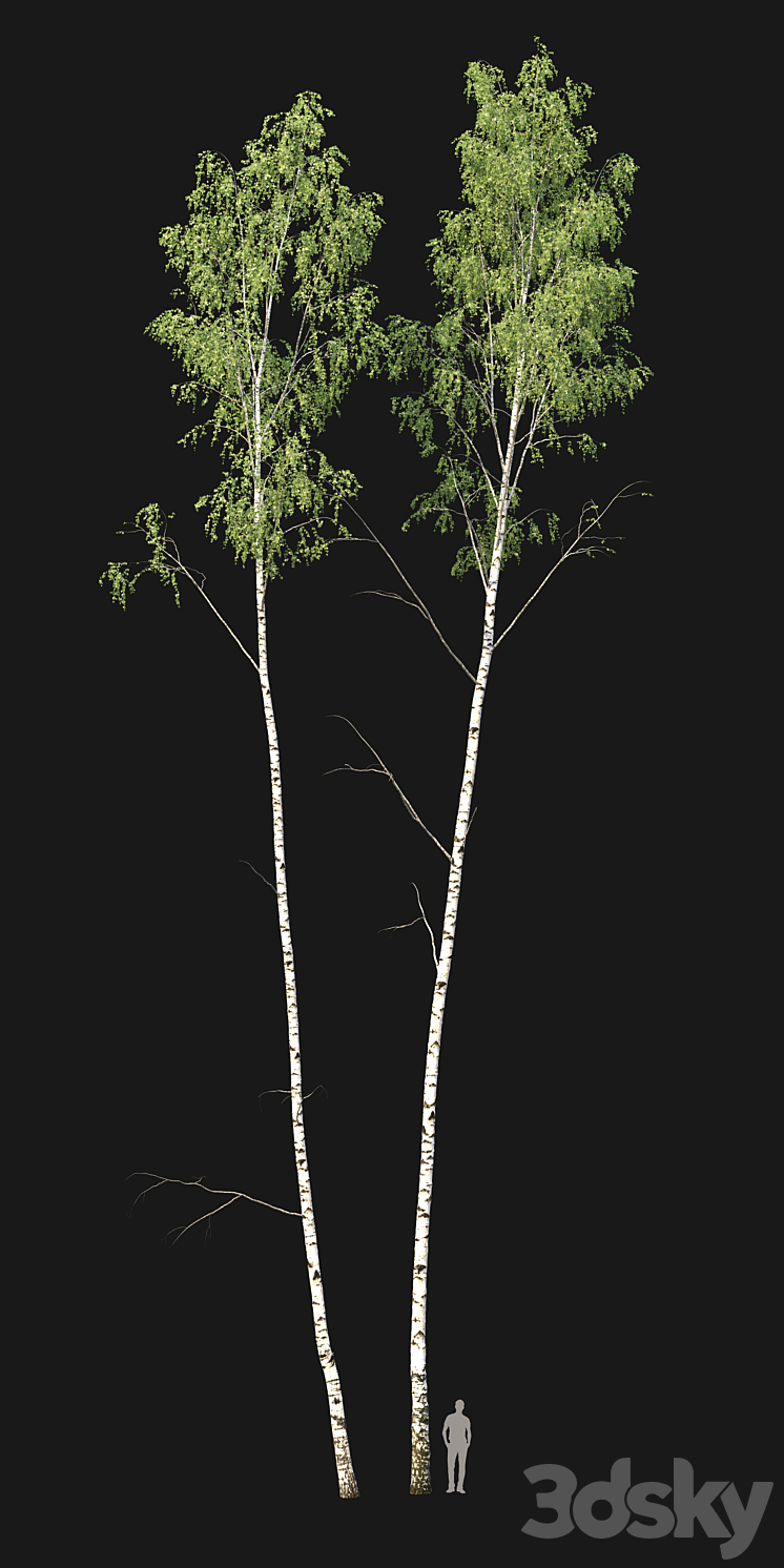 Birch forest part 8 3DS Max - thumbnail 2