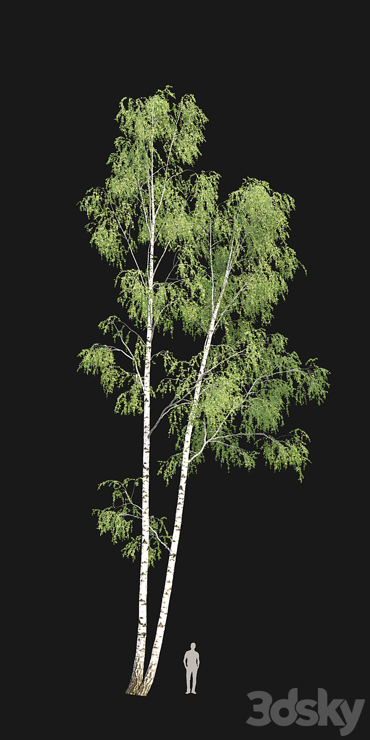 Birch forest part 9 3D Model